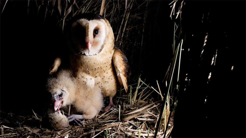 How to photograph the mysterious grass owl up close