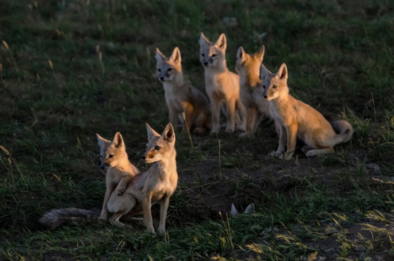 A rare family of shuffle foxes